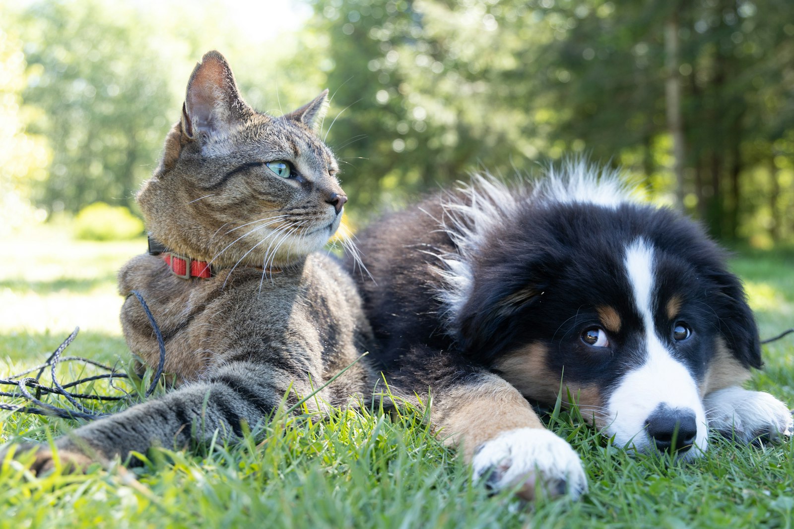 Un gato y un cachorro descansando juntos sobre el pasto