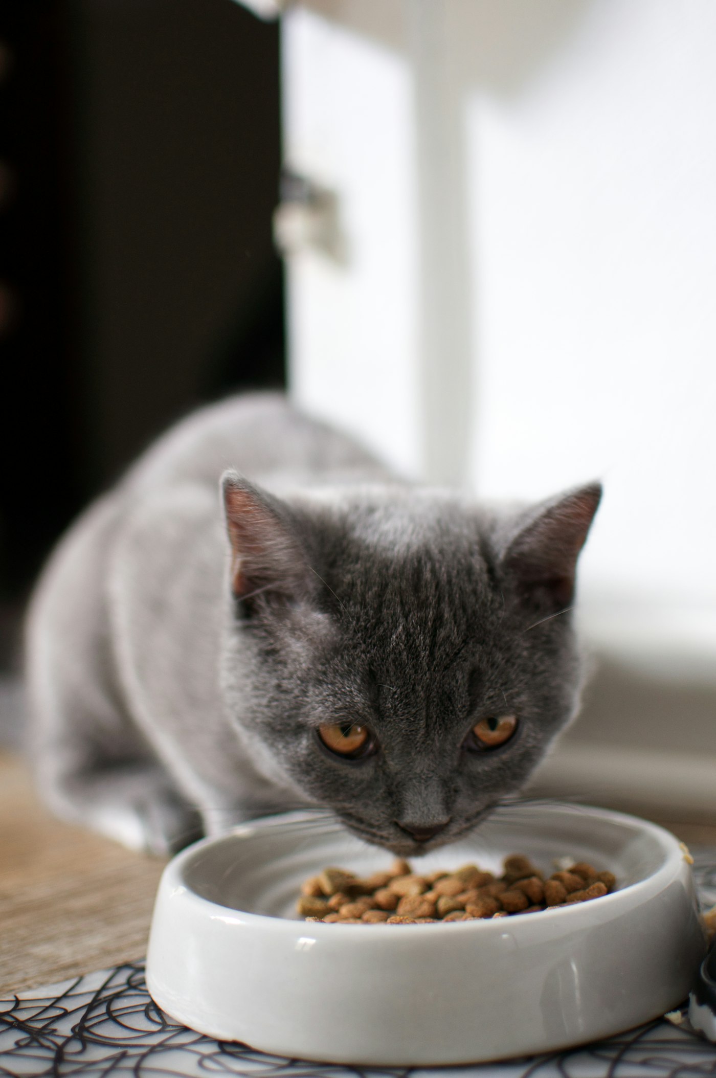 Gato comiendo de un plato blanco