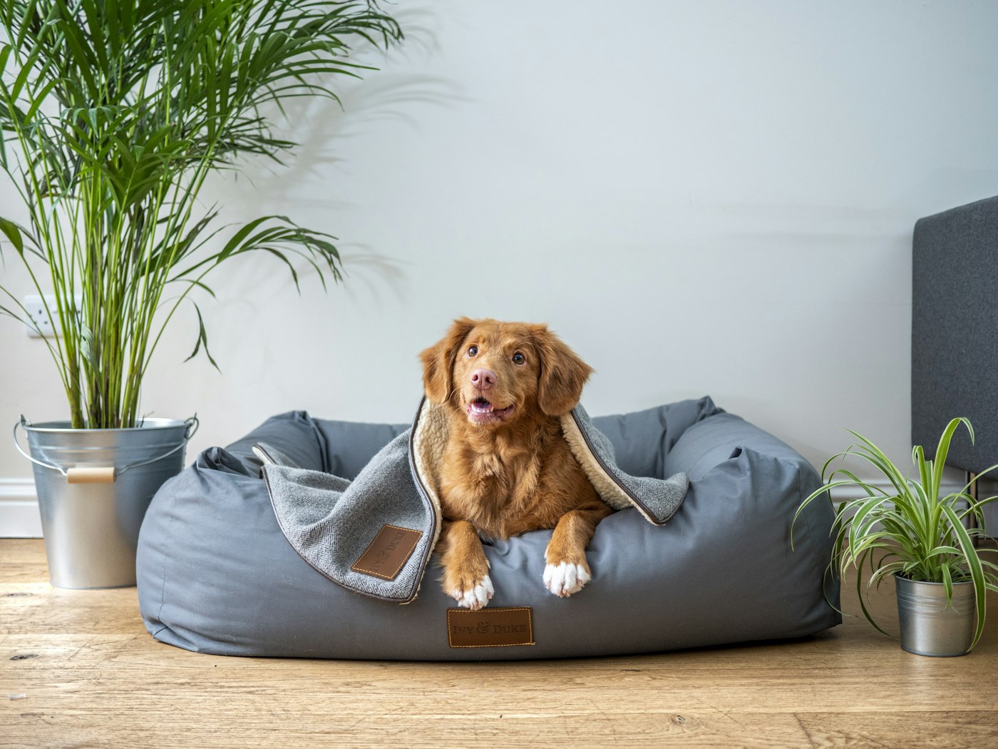 Perro grande descansando en una cama gris