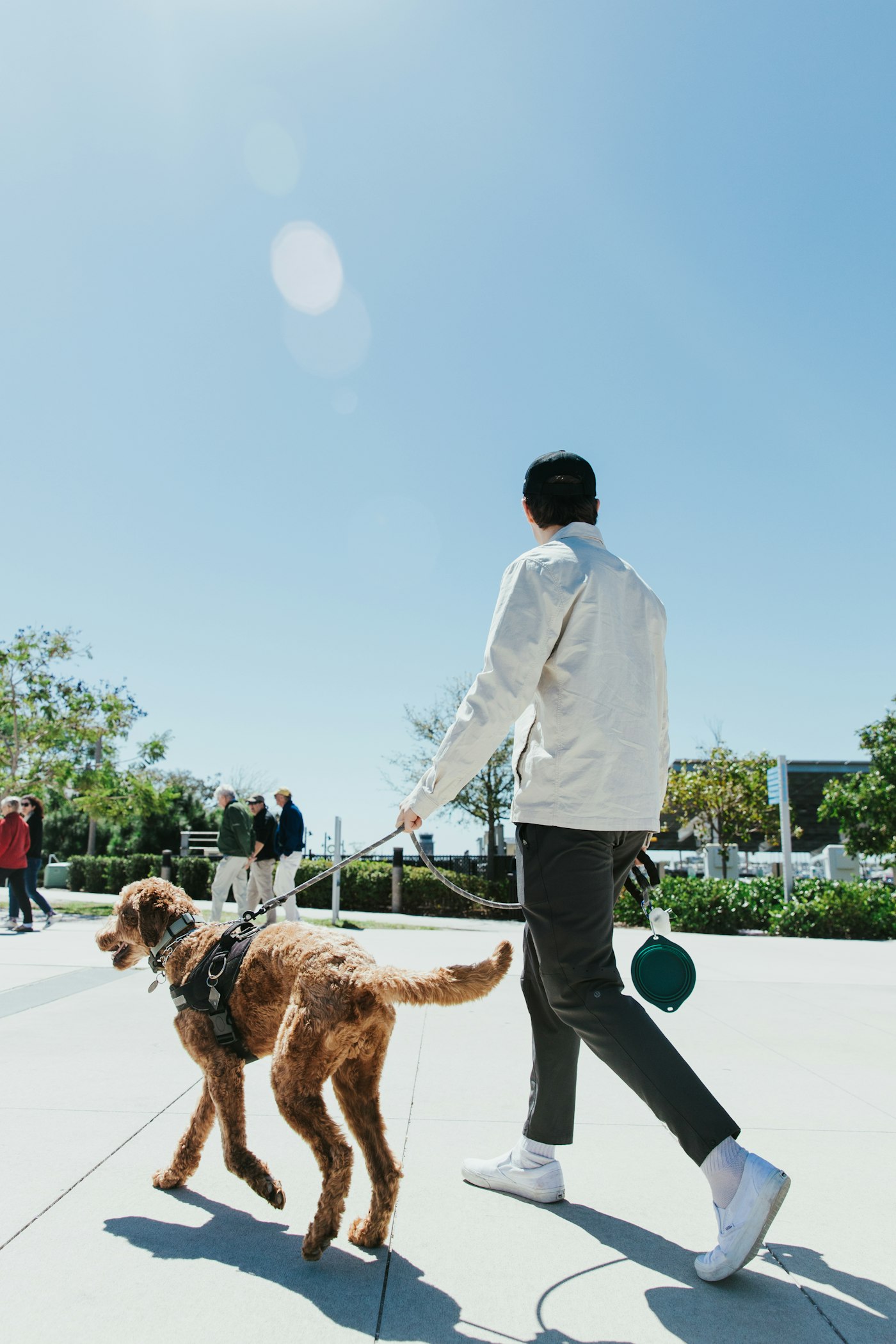 Persona paseando a un perro con arnés