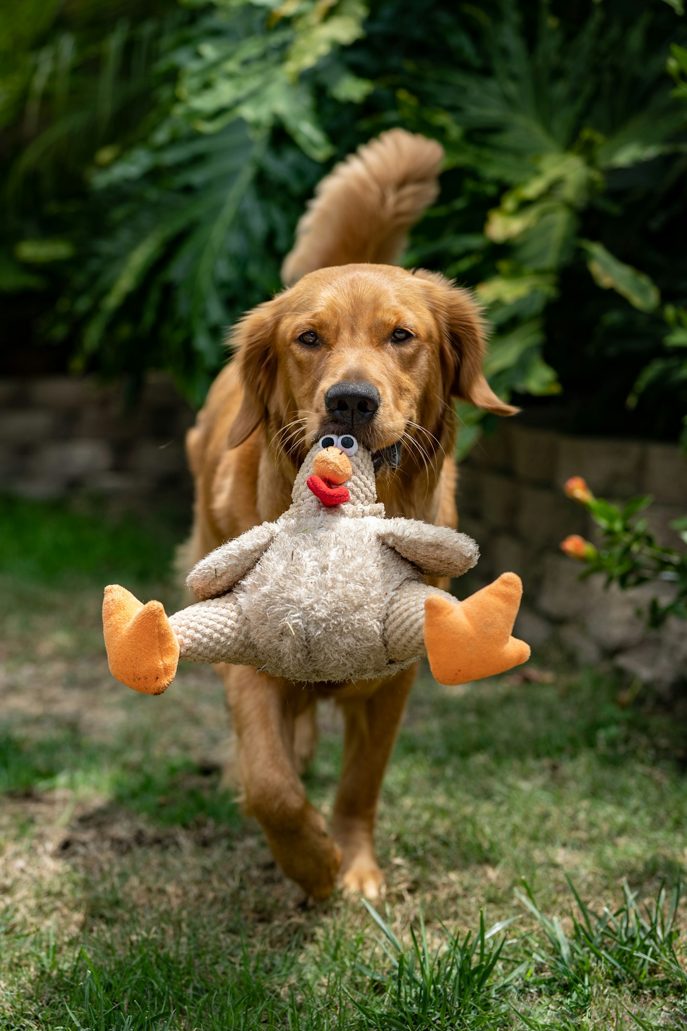 Perro corriendo con un juguete de peluche en la boca