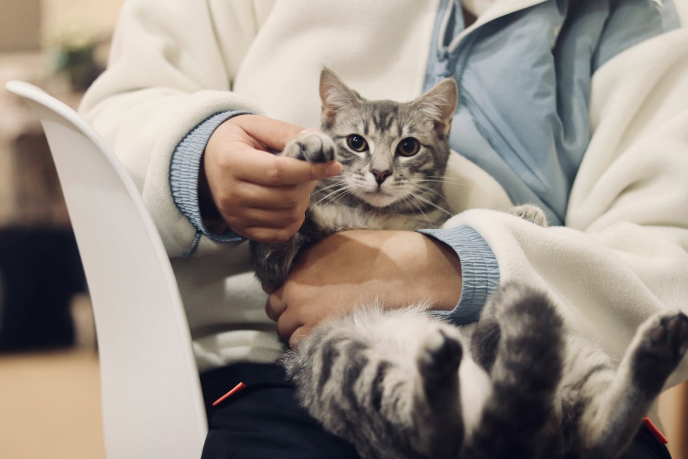 Gatito siendo sostenido en brazos
